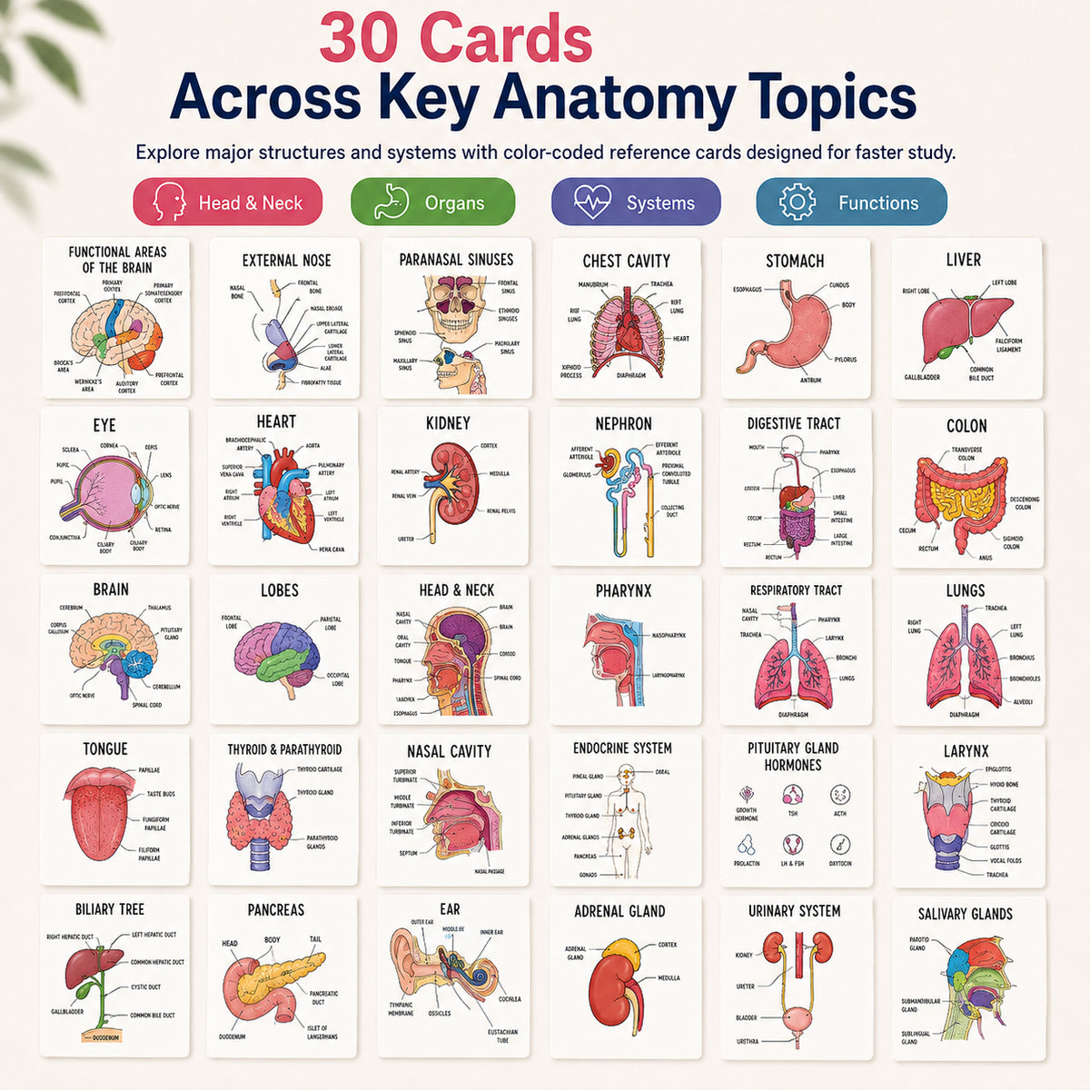 Human Anatomy Flashcards – 30-Piece Visual Study Guide for Medical, Nursing & Anatomy Exam Prep